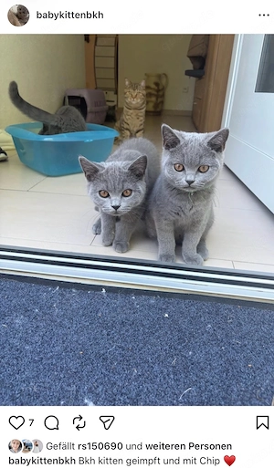 bkh kitten 6 monate 