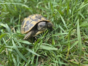 Griechische Landschildkröten THB aus 2025