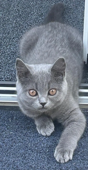 bkh kitten 6 monate 