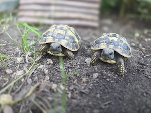 Griechische Landschildkröten THB aus 2025