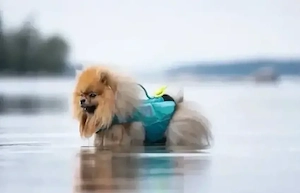 Hundeschwimmweste (sehr kleine Hunde)