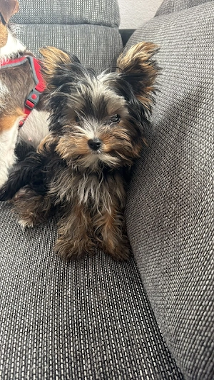 Yorkshire Terrier teddy