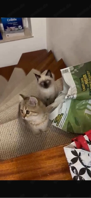 bkh kitten suchen neue zuhause 
