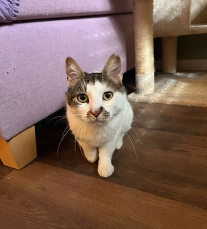 Anisa, 1 Jahr, sozial mit anderen Katzen
