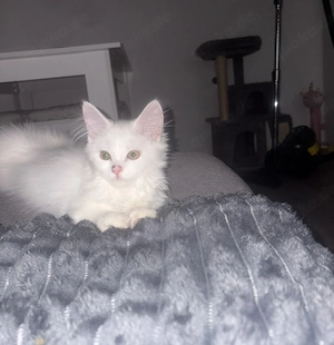 Britischlanghaar kitten 