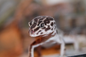 Mack Snow het Bell Leopardgecko Weibchen 