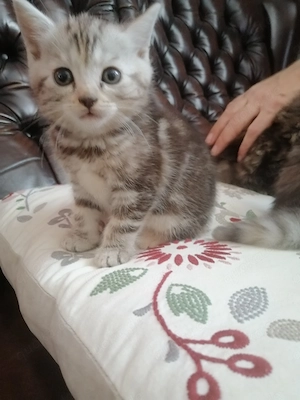  Süße Hauskatzen 
