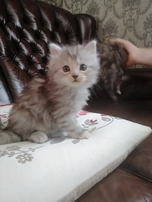  Süße Hauskatzen 