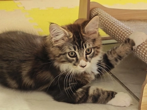 Maine Coon Kater   Kitten darf ausziehen 