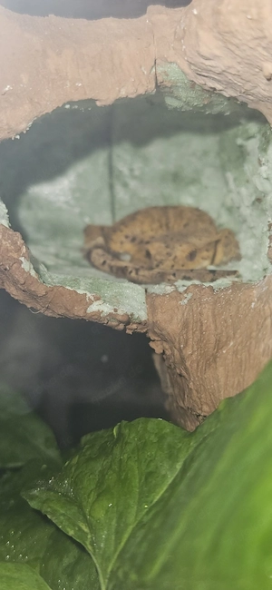 Geco Ciliatus 