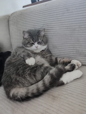 BKH Kater 1 Jahr jung abzugeben 