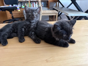 Kitten Brüder suchen neues Zuhause