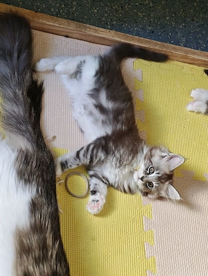 Maine Coon Mädchen Kitten
