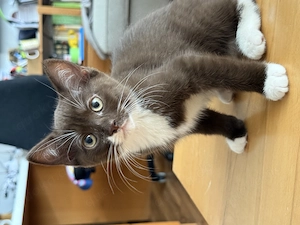 Unsere Kitten-Schwestern suchen ihr für immer zuhause 