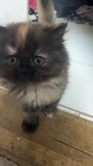 perserkatzen babys