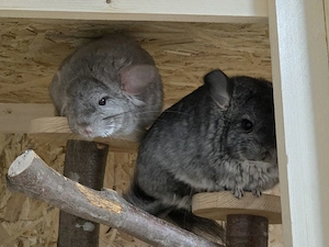 2 chinchilla böckchen 