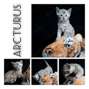 Bengal Junge Kater 6 Kitten + Stammbaum seriöse Vereinszucht Ahnentafel Tica Ticacats mink snow