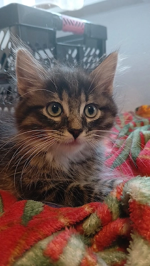 zuckersüße Ragdoll mix kitten 