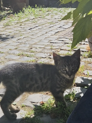 Kätzchen zu verschenken  Bild 3