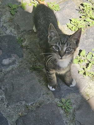 Kätzchen zu verschenken  Bild 8