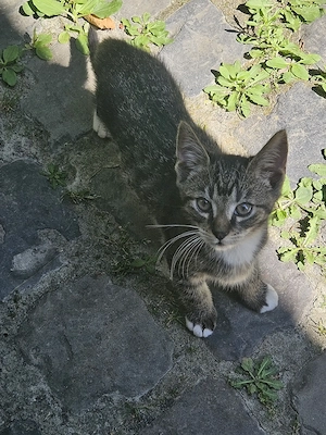 Kätzchen zu verschenken  Bild 9