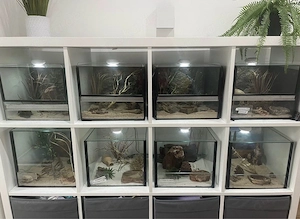 Verschiedene Zwergwüstengeckos abzugeben