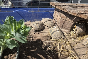 Griechische Landschildkröten abzugeben