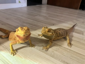 Bartagame Pärchen abzugeben. 