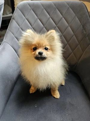 Zwergspitz Welpen (nur 1 Mini Rüde!) Pomeranian Orange 
