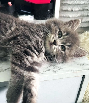 BLH wunderschöne Kitten Bärchen 