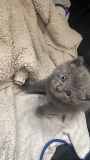 Kitten britisch Kurzhaar mischlinge abzugeben