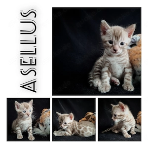 Asellus einer von sechs Bengal Kitten mink Stammbaum Tica Ticacats Ahnentafel Bengalkater 