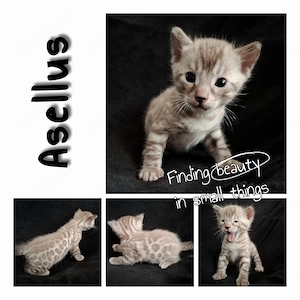Asellus einer von sechs Bengal - Kitten in der Farbe mink mit Stammbaum