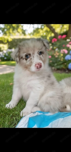 Aussi Australian Shepherd Welpen