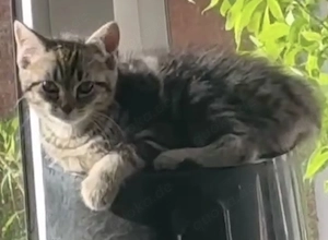 Süsse MixKitten suchen ein liebevolles Zuhause 
