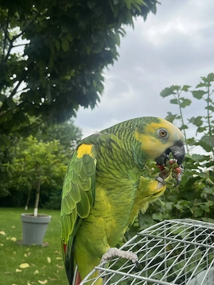 Verkaufe Blaustirnamazone