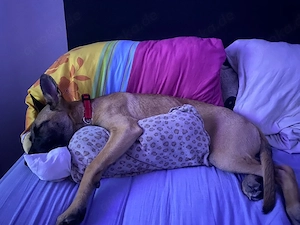 schäferhund mix