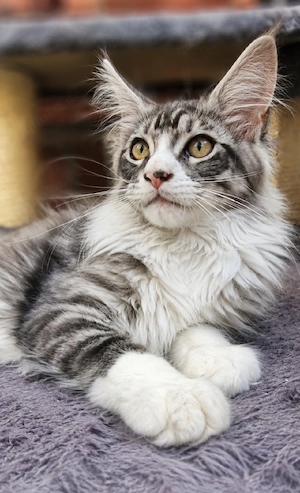 Reinrassiges Maine Coon Kitten,3 Monate alt , geimpft 