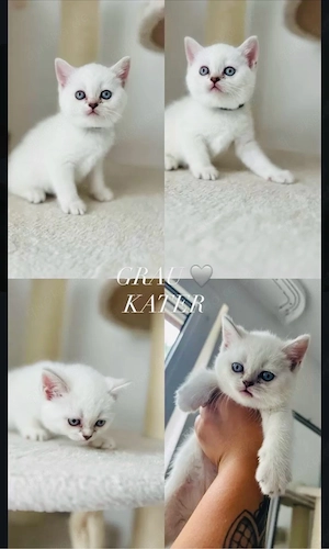 zuckersüße. BKH Katzen