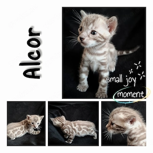 Bengal Kater Kitte Junge Wurf 02.06. mit Stammbaum seal mink spotted tabby