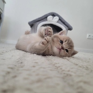 Wunderschöne Britisch Kurzhaar Kitten (BKH) in Lilac & Creme suchen ihre Herzensmenschen