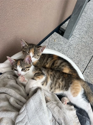 Babykitten Sibirische Waldkatze mix hauskatze 11 Wochen jung 