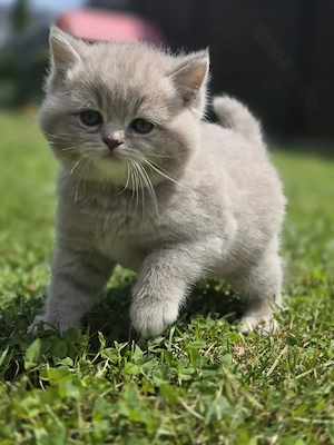Liebevolle Kitten suchen ab Juli ein neues Zuhause ?