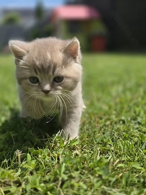 Wunderschöne Britisch Kurzhaar Kitten (BKH) in Lilac & Creme suchen ihre Herzensmenschen