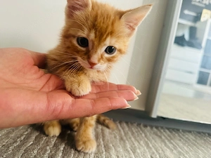 Kater Simba 