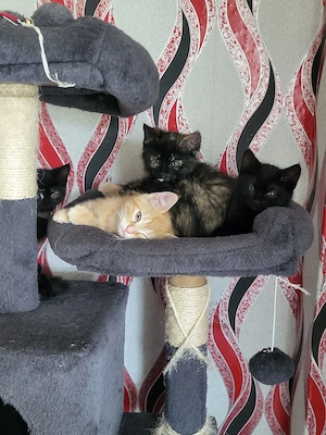 Katzenbaby. Hauskatze 7.05.2026 geboren.