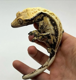 Kronengecko Männchen Quadstripe 