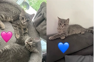 bkh kitten katzen katze kater britisch kurzhaar 