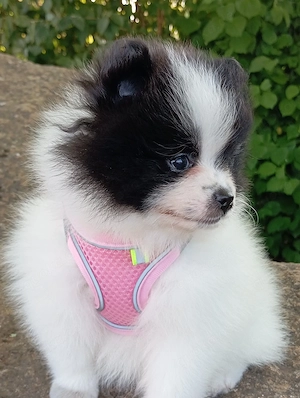 1 Wunderschöne Reinrassige Pomeranian Welpe