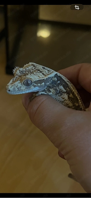 pet only fts Kronengecko vermutlich weiblich 